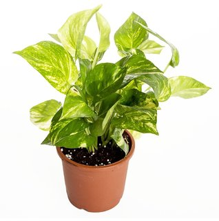PLANTA ORNAMENTAL TELEFONO VARIEGADO 7" epipremnum aureum