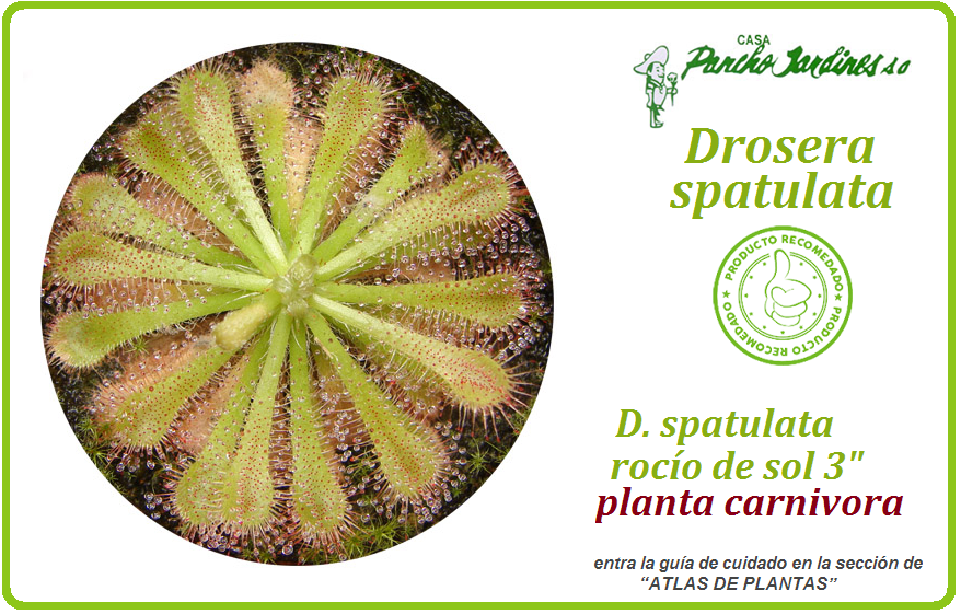 Miniatura: PLANTA CARNIVORA ROCÍO DE SOL, Drosera spatulata, planta en pot de 3"