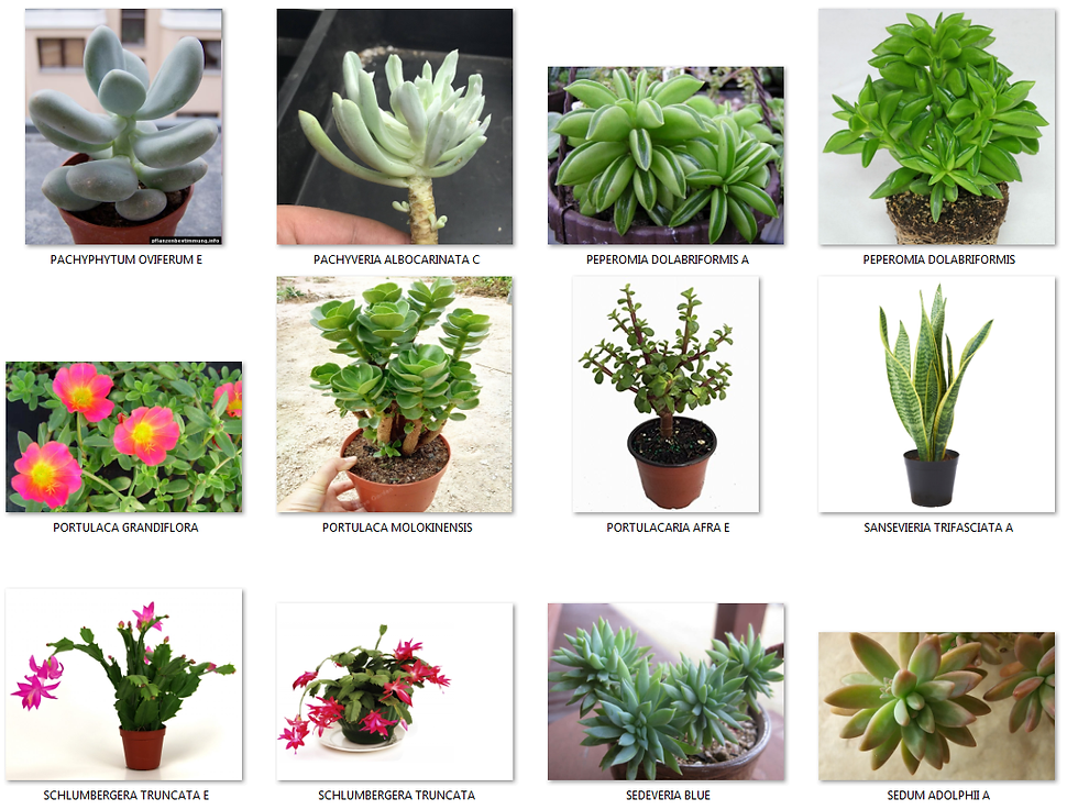 CATALOGO DE SUCULENTAS OCTUBRE NOVIEMBRE 2018 PARTE 3 DE 3