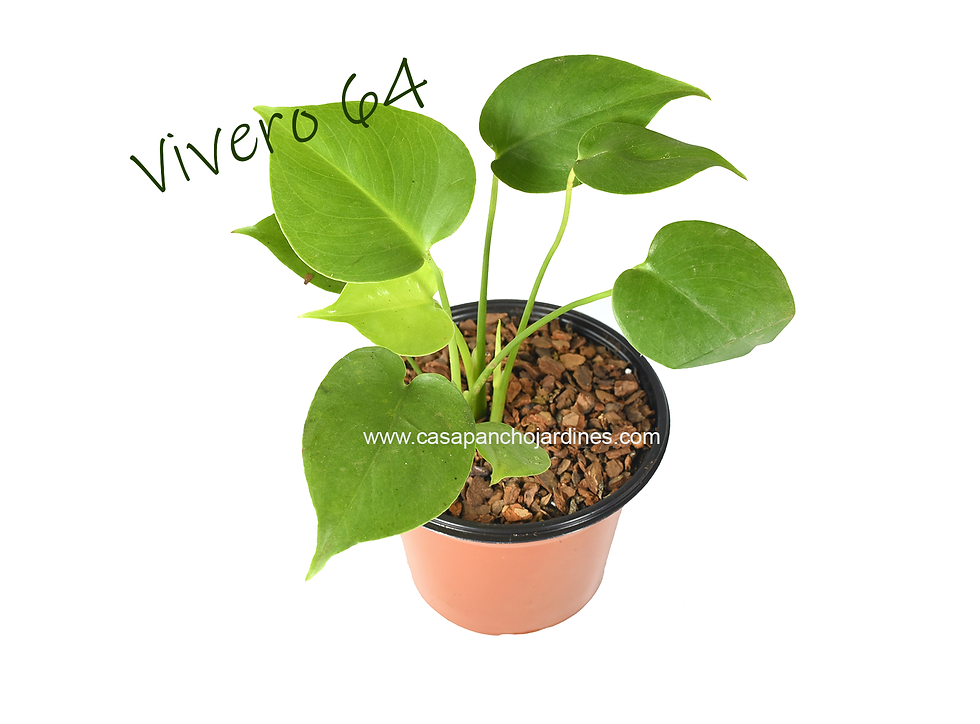 Miniatura: PLANTA PIÑANONA ó COSTILLA DE ADAN (Monstera deliciosa) EN MACETA DE 5"