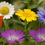 Miniatura: 10 PAQUETES DE SEMILLAS DE FLORES, HORTALIZAS O HIERBAS DE CATALOGO 2 DE 15