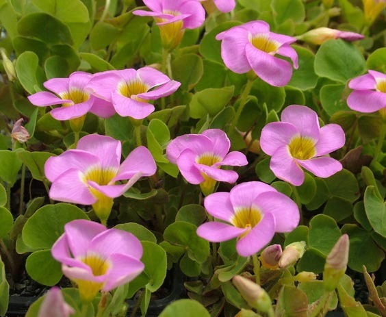 Оксалис Семена Купить В Спб