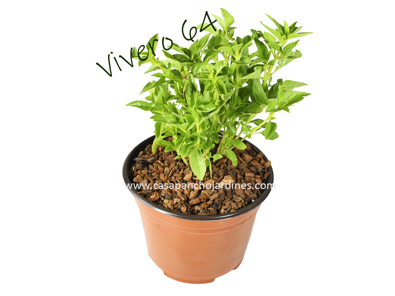 PLANTA DE ALBAHACA ORGANICA DE HOJA CHICA (Ocimum basilicum) EN MACETA DE 5" CON