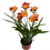 Miniatura: PLANTA ORNAMENTAL FREESIA EN MACETA 5" freesia x hybrida