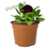 Miniatura: PLANTA FLOR DE PENSAMIENTO VARIADA (Viola tricolor) EN MACETA DE 5"