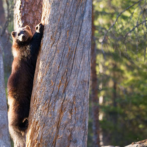 Deborah McCauley on NPR Podcast July 19th 2019