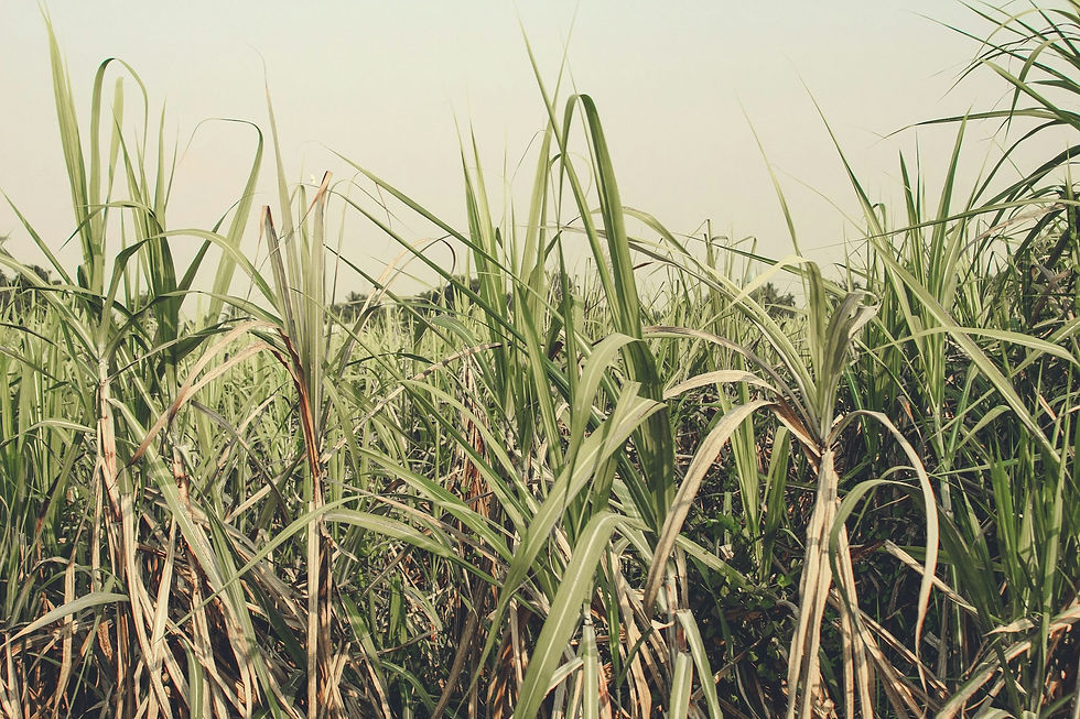 Plantação de cana-de-açúcar, base da produção de cachaça no Brasil