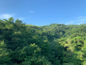 新緑の季節