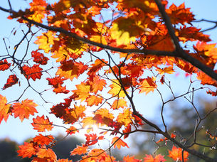おもしろいし割　完売しました