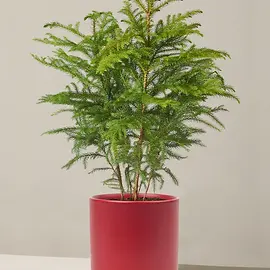 The-sill_Medium-Norfolk-Island-Pine_Medium_Isabella_red_Variant.webp