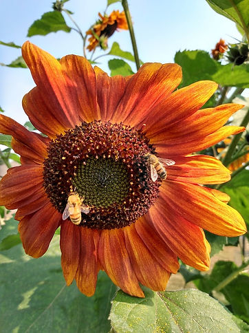 sunflwr&2bees.jpg