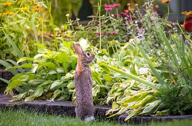 standing bunny.jpg