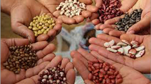 organic-seeds-526 (1).jpg