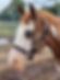 MareFlare 1" Deluxe Leather Halter