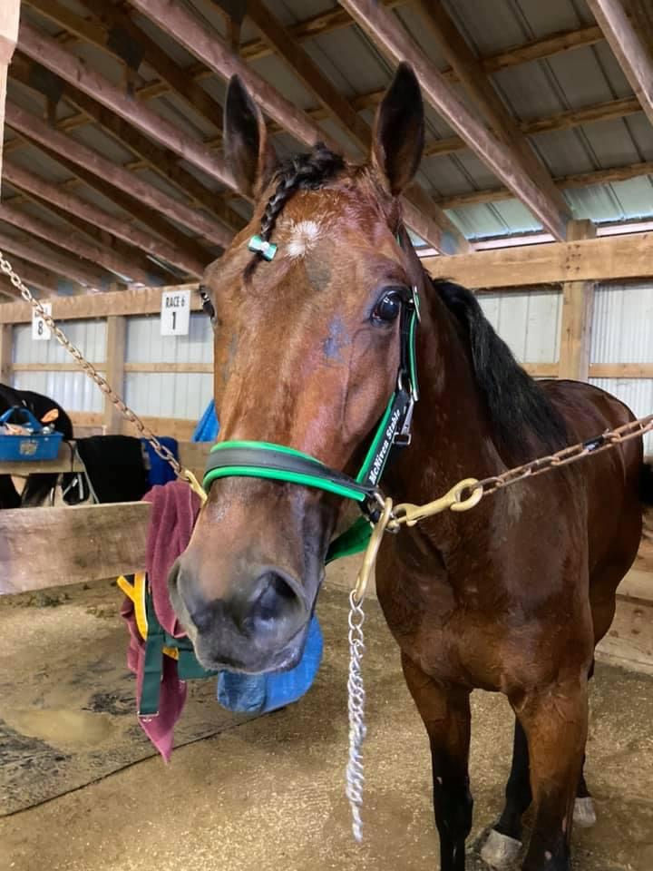 Miniature : Licol bêta rembourré de 3/4 "MareFlare -