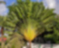 Ravenala palm tree.jpg