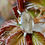 Miniature : Lip Dauphine incabloc R136F