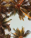Coconut Palms