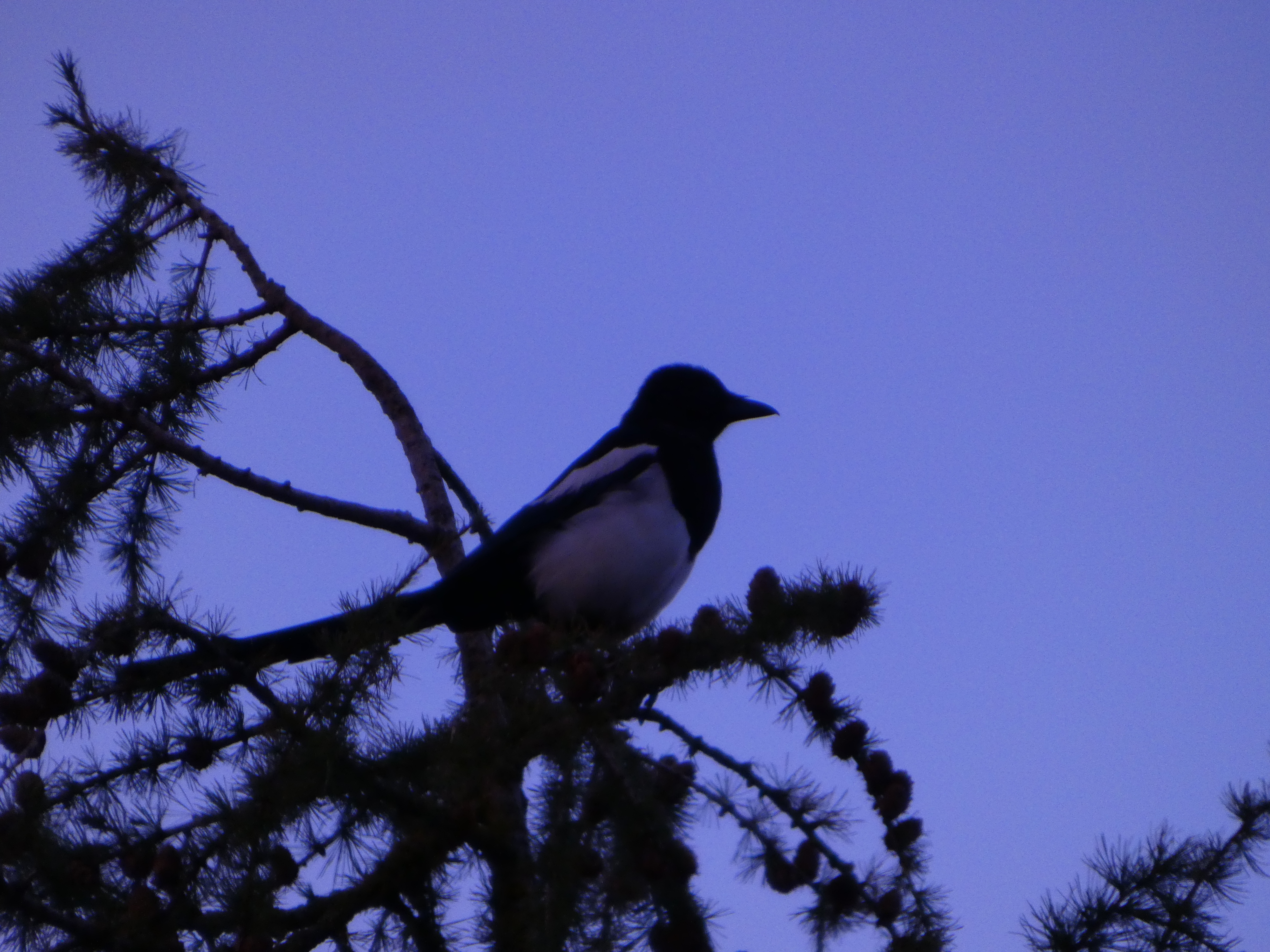 Silhouettes dans le crépuscule