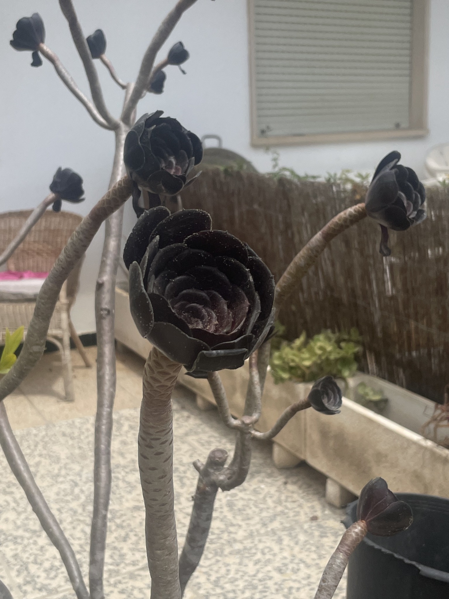 Fleurs noires
