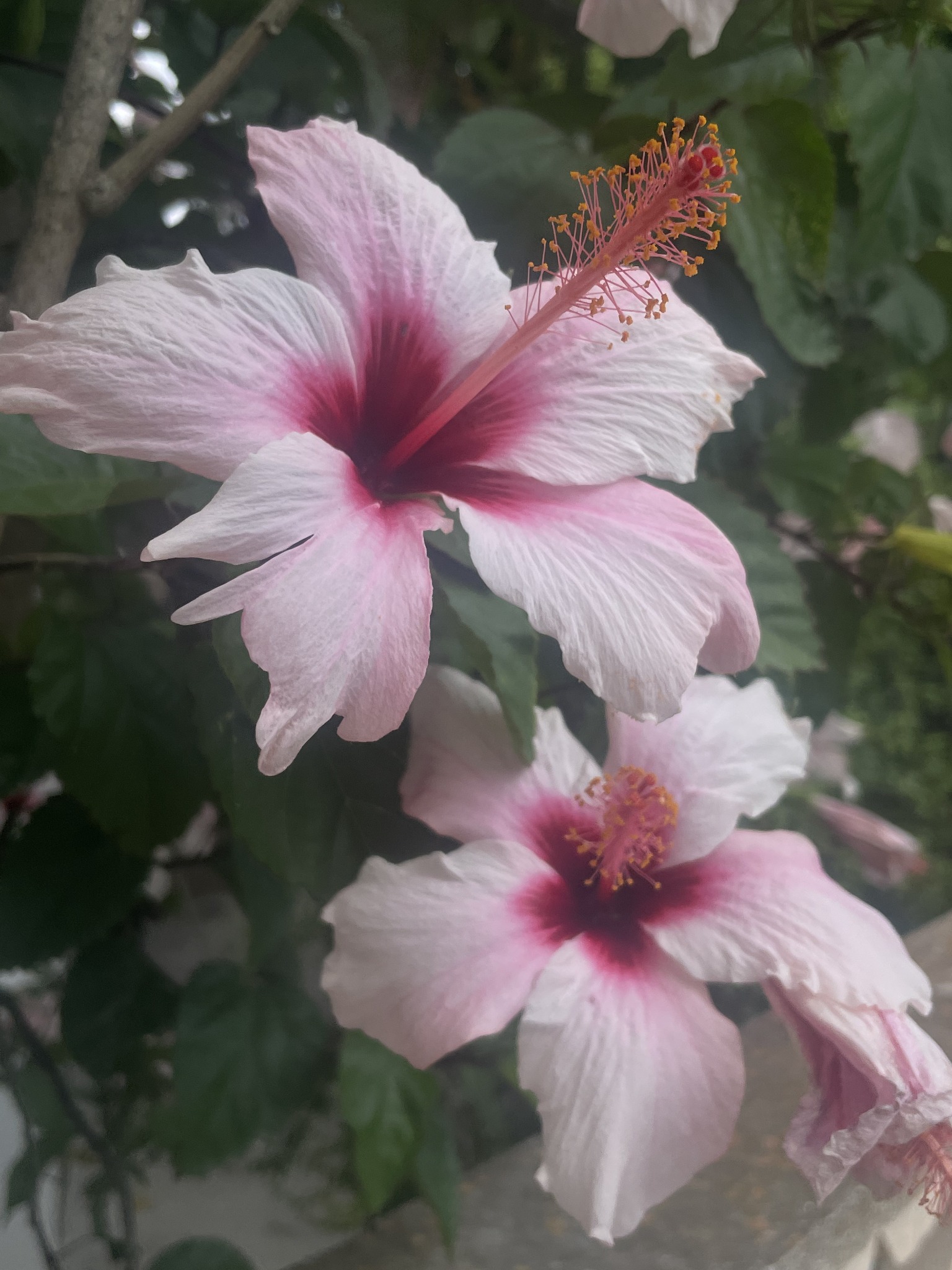 Hibiscus roses