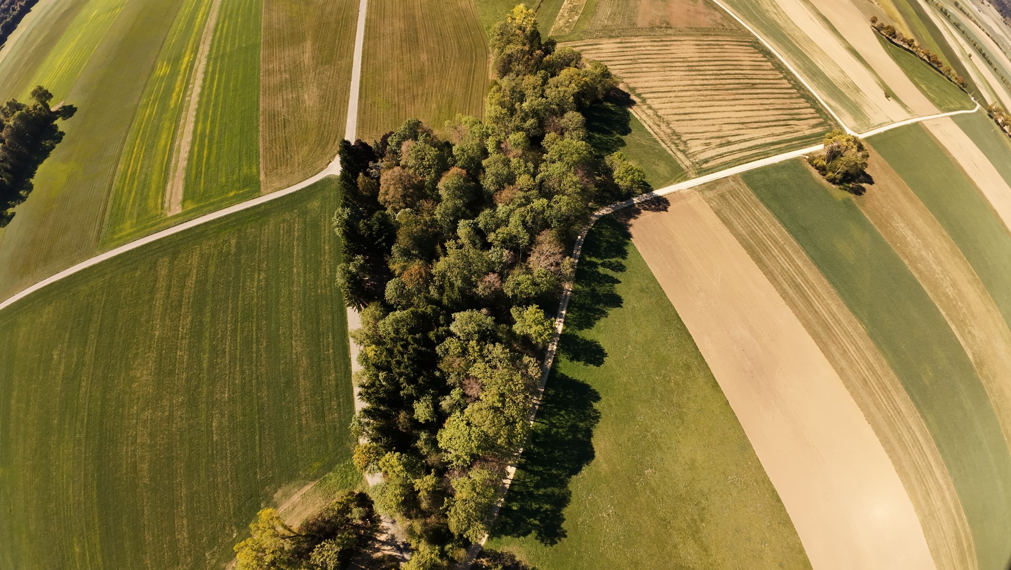 Bosquet au milieu des champs