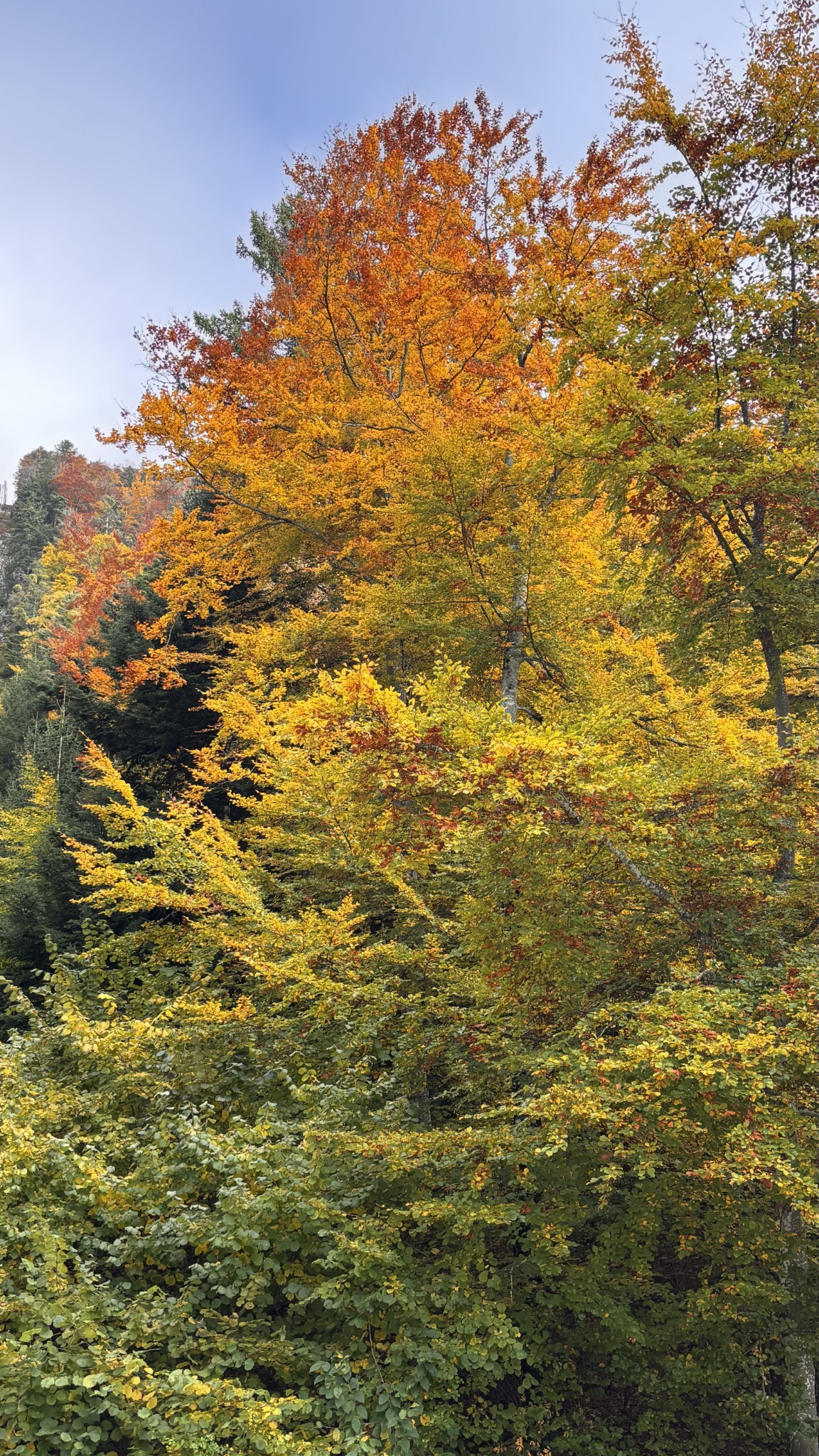 Forêt d’automne