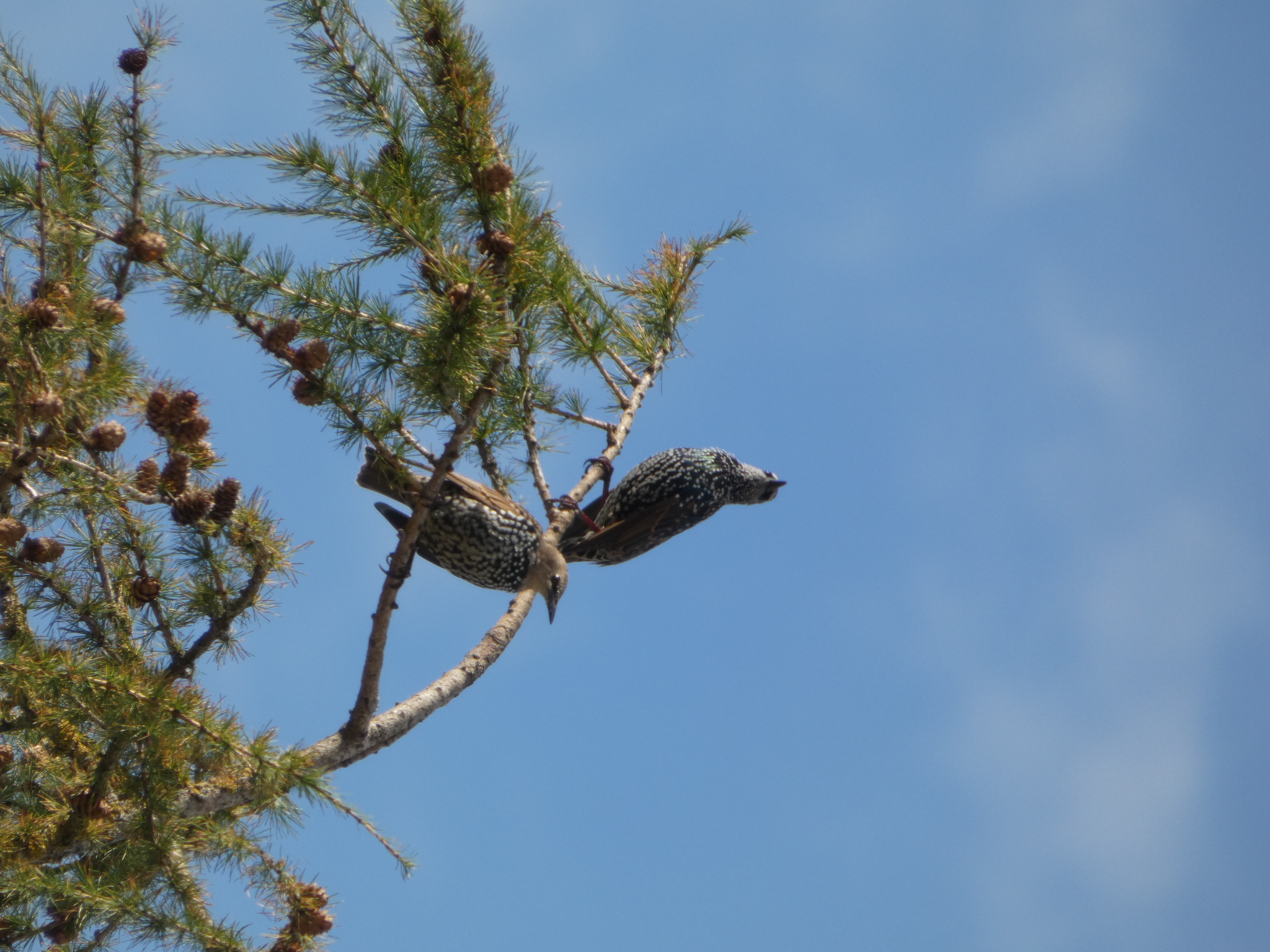 Autres oiseaux