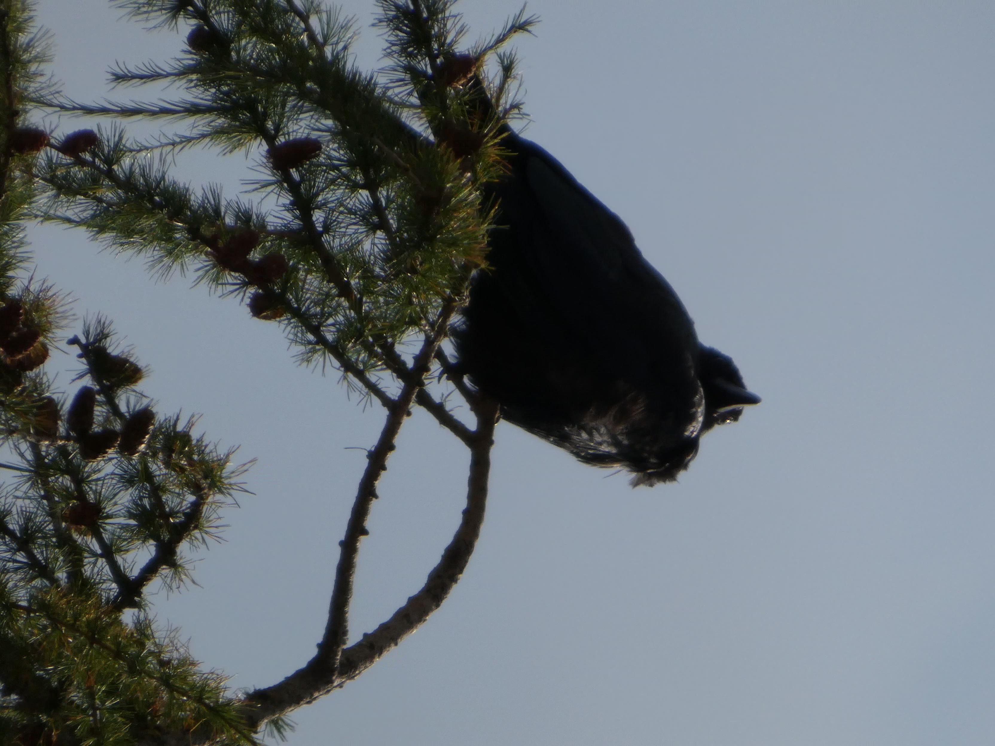 Oiseau perché