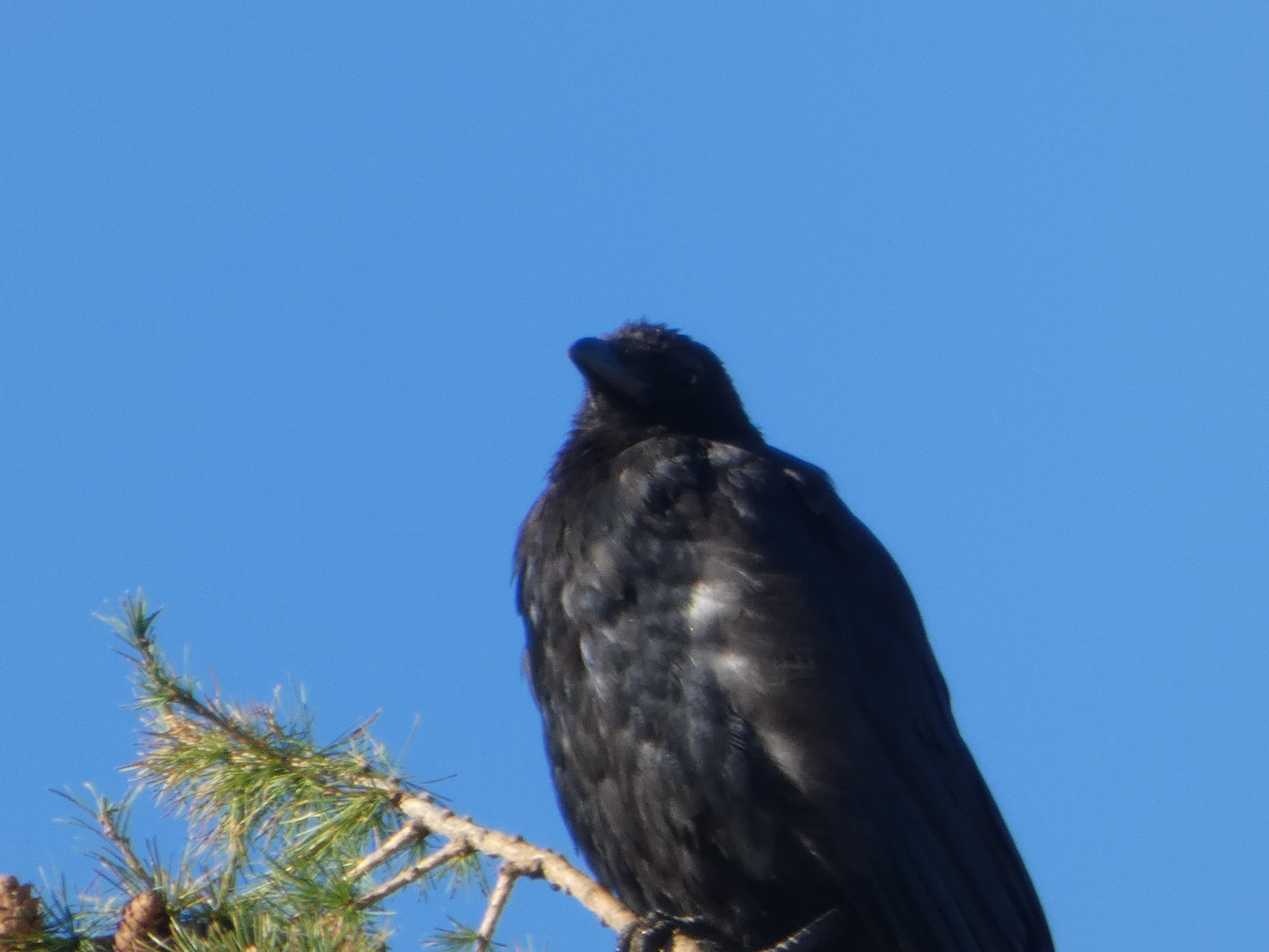 Oiseau dans la lumière