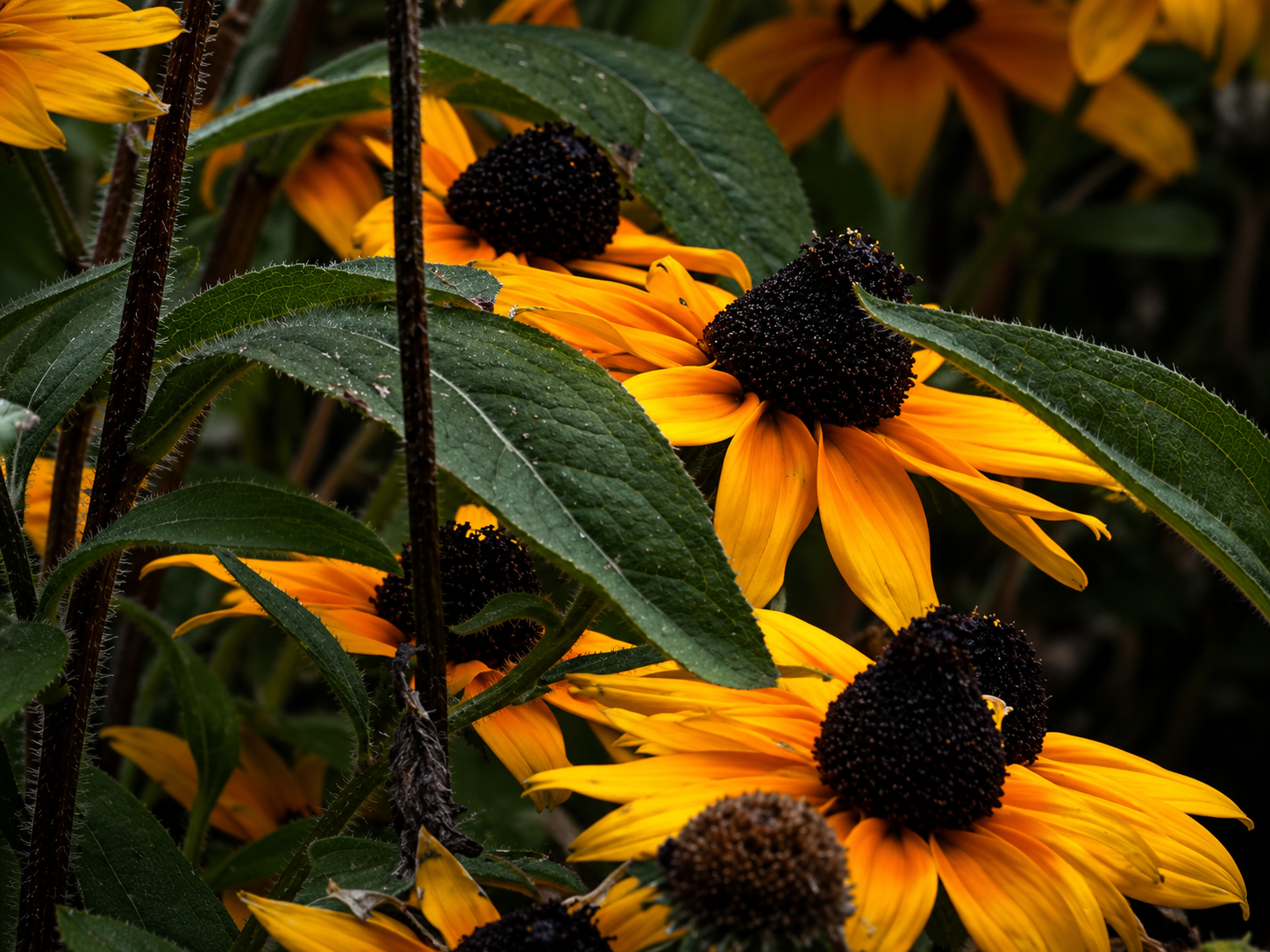 Floraisons