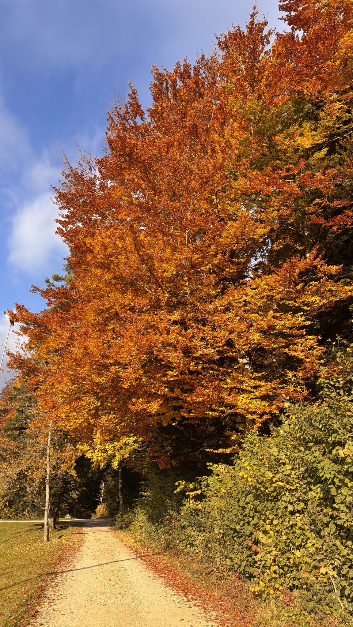 Chemin aux couleurs d’automne