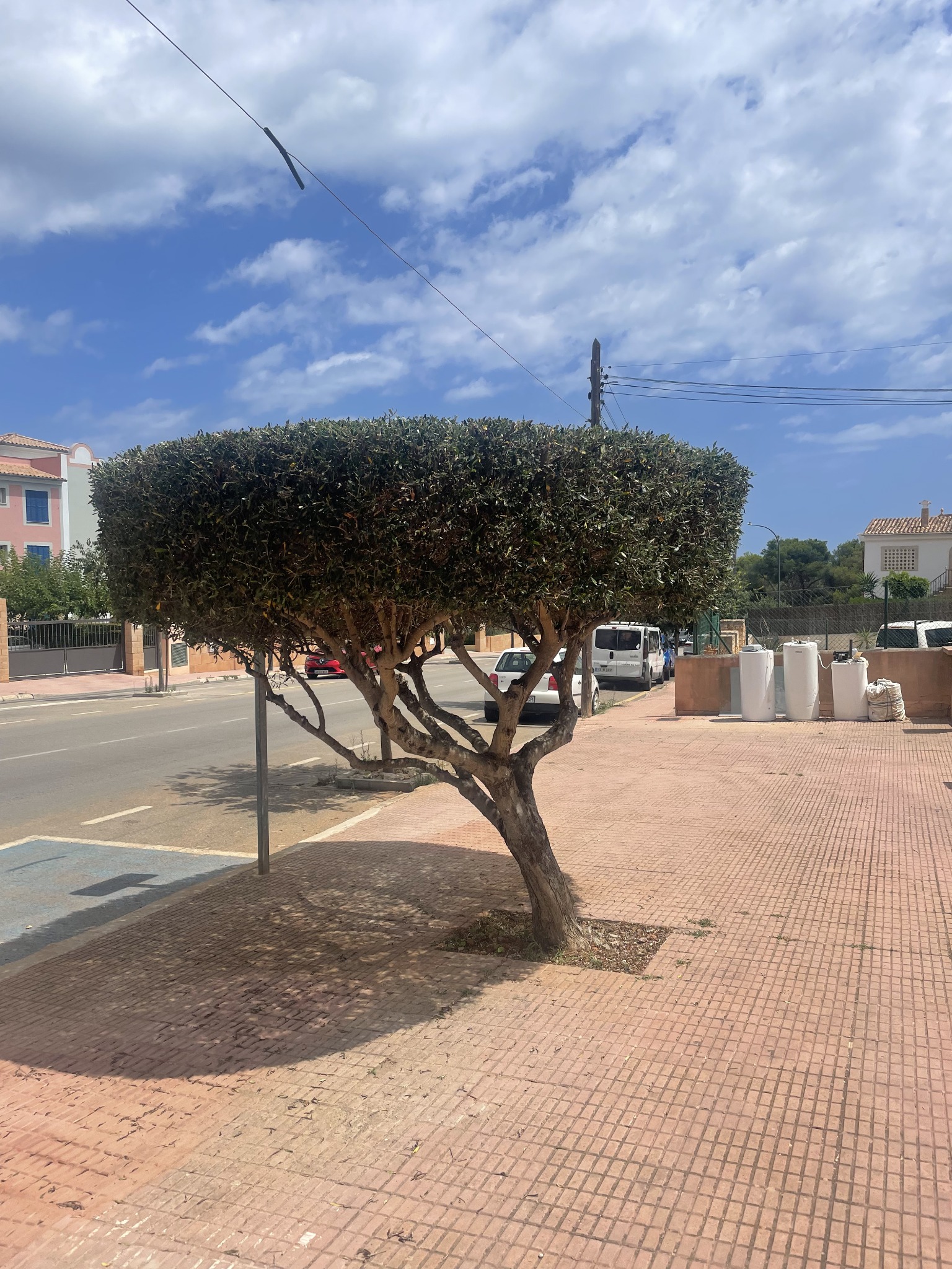 Arbre sculpté