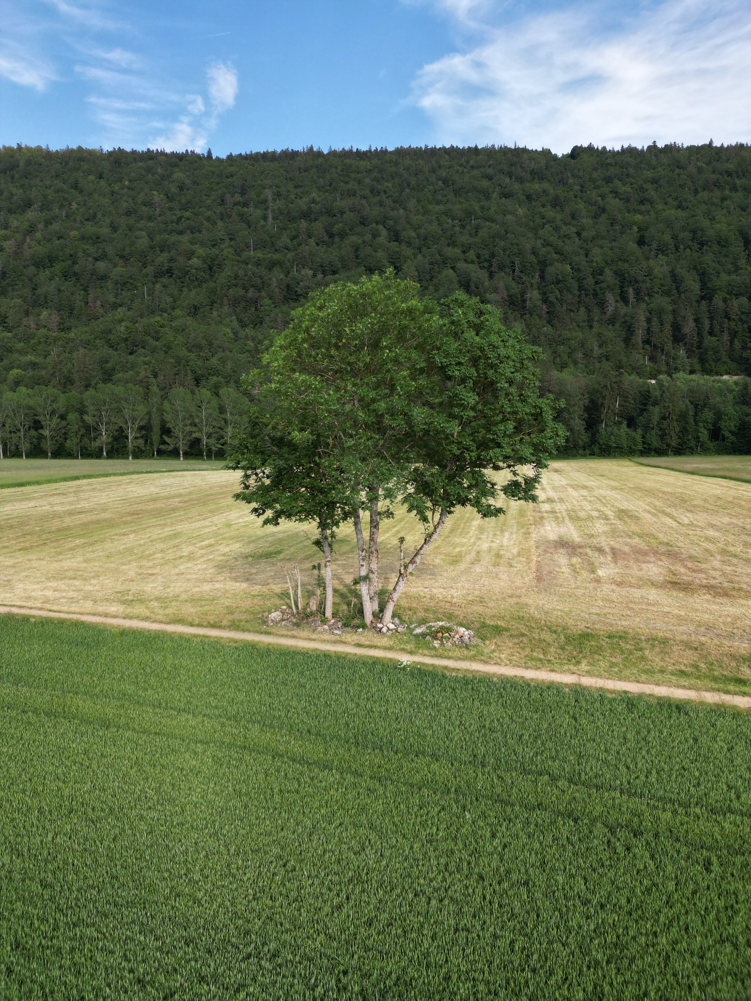 Arbres