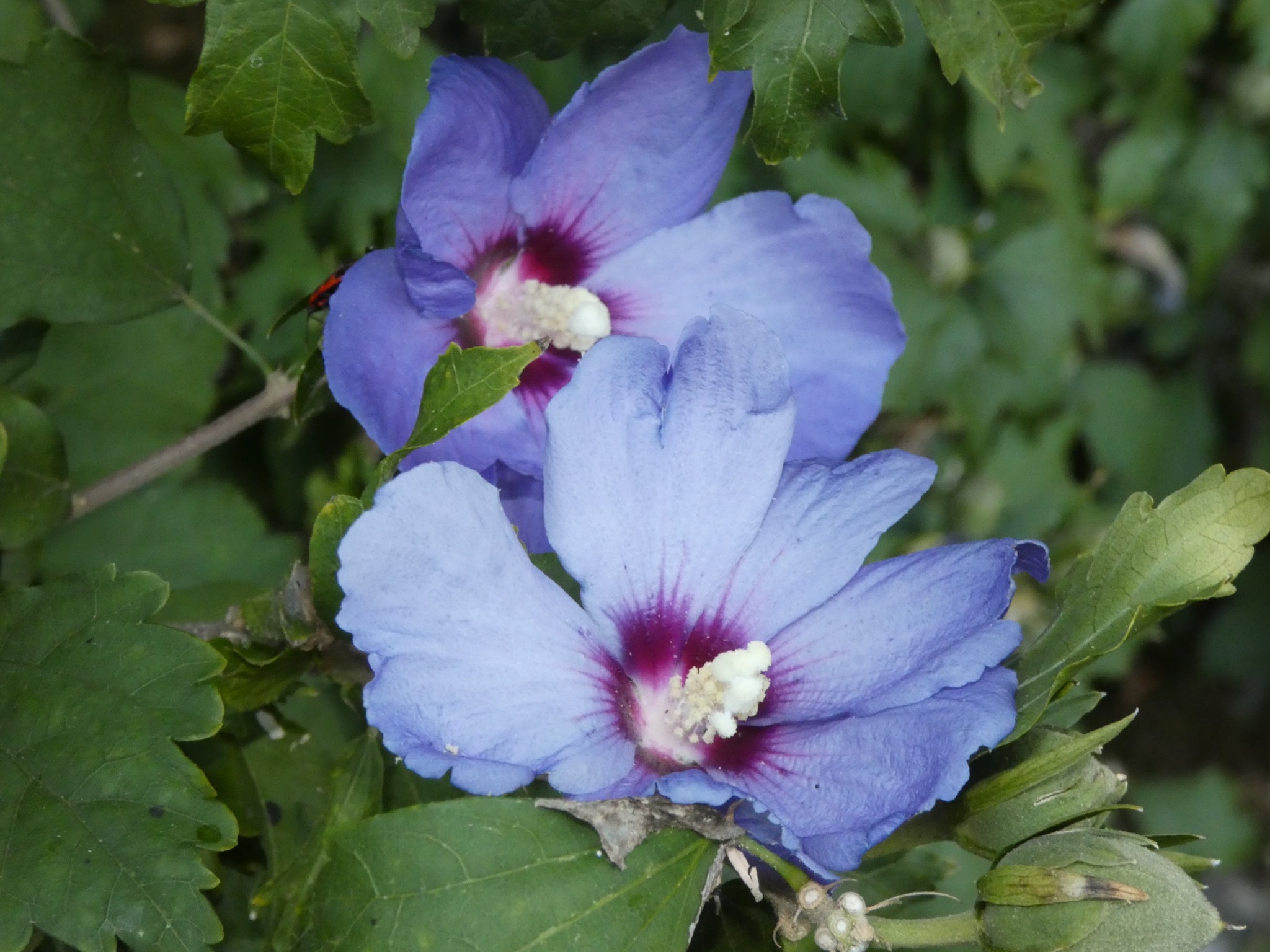 Fleur violette