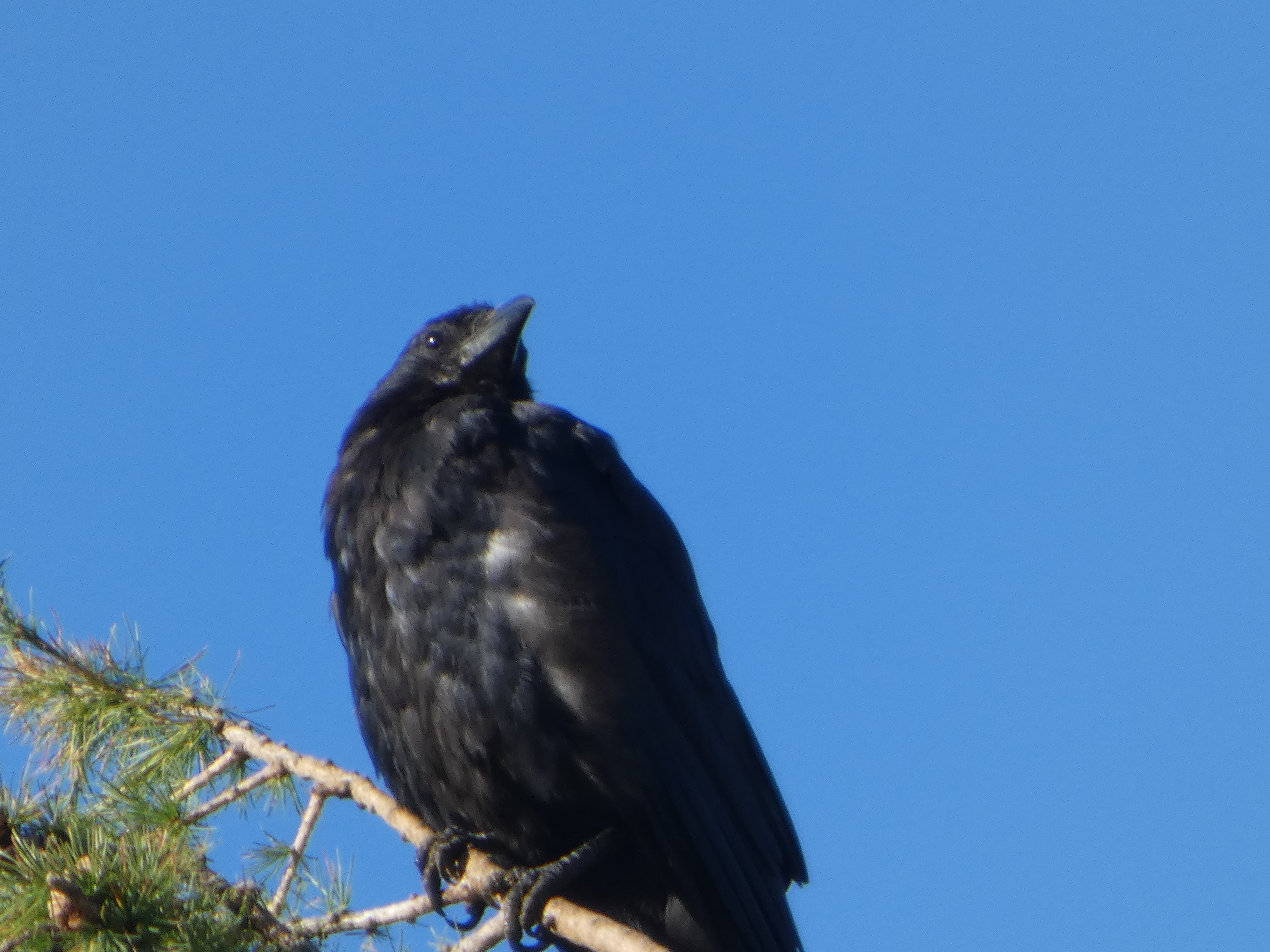 Portrait d’oiseau