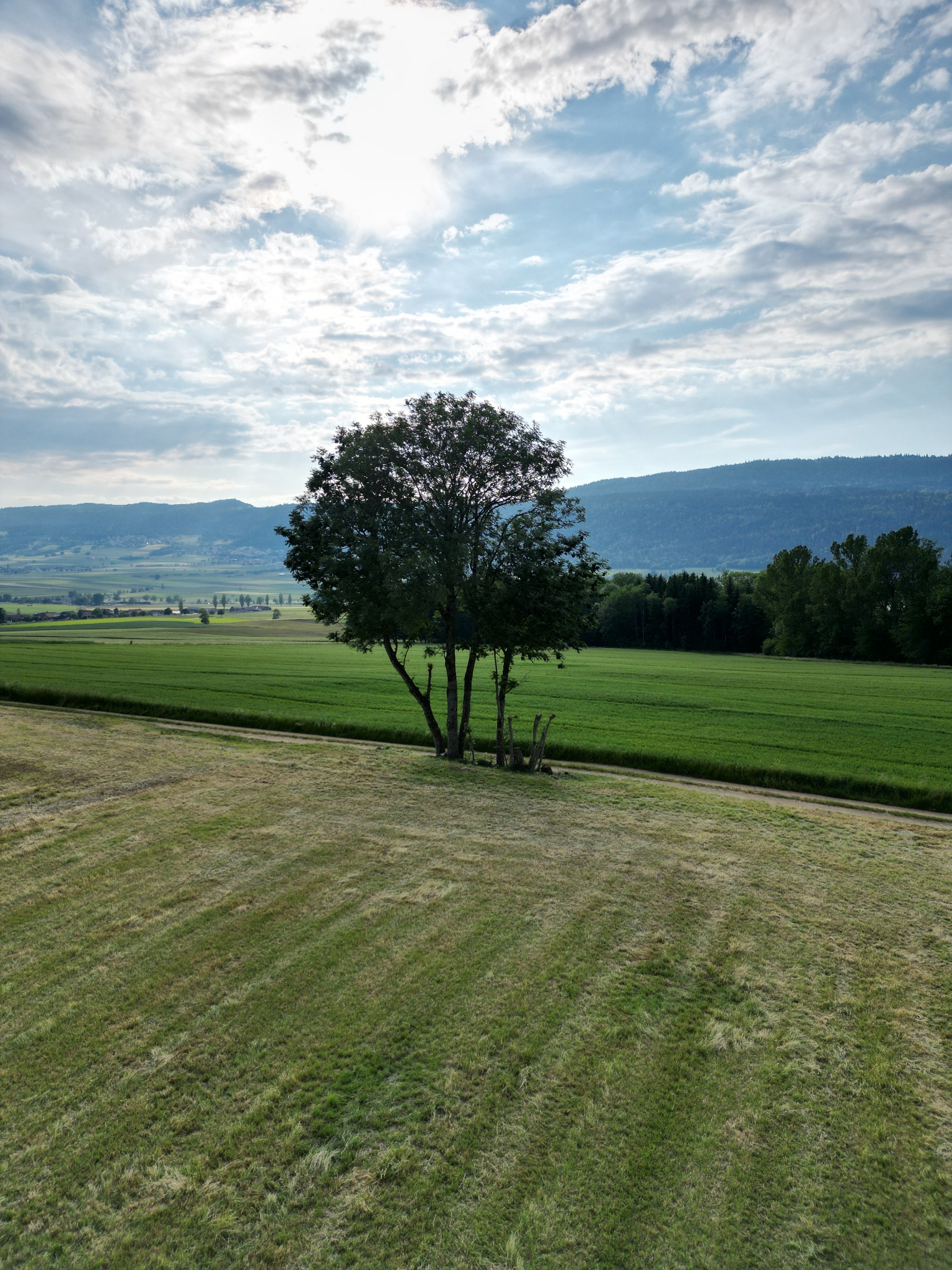 L’arbre solitaire