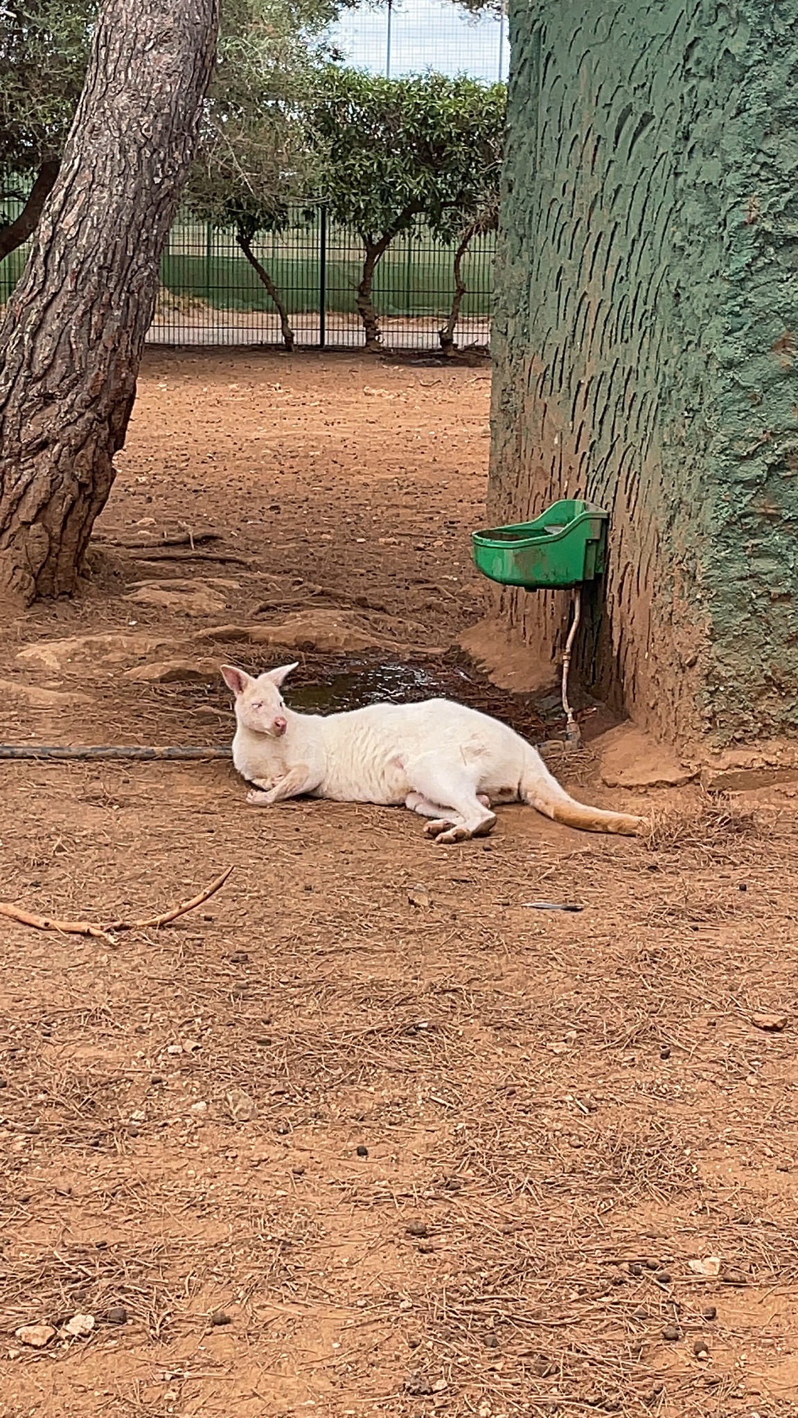 Kangourou blanc