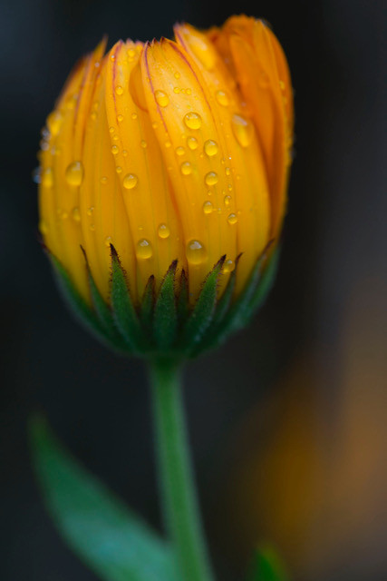 calendula after the rain