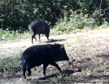 Peccary Power! Epic Capture in Urundel's Yungas Wilds