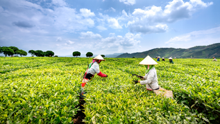 Empowering Modern Farmers: Making the Case for AI in Agriculture