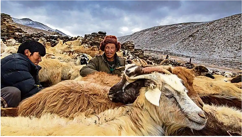Pooja-Singh-Ladakh-Pashmina-goats.png