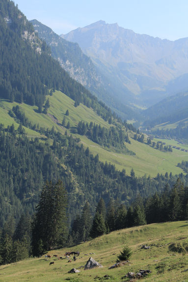 alternative tierheilung