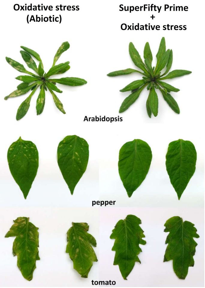 SuperFifty Prime protects tomato and pepper from severe oxidative stress
