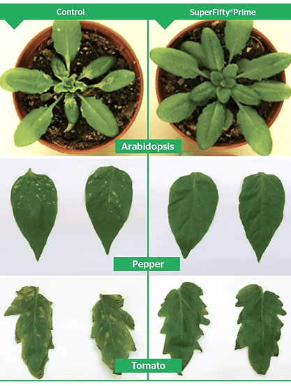 super Fifty Prime Results on plants