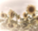 Copy of Copy of how-to-grow-sunflowers-1590495563_edited_edited_edited.jpg