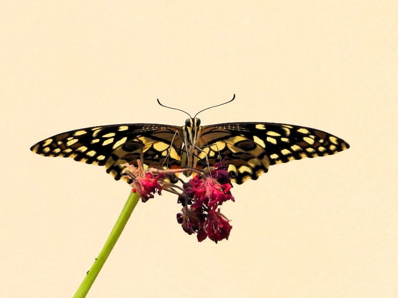 WhatsApp Image 2026-01-14 at 13.28.41 - Copy