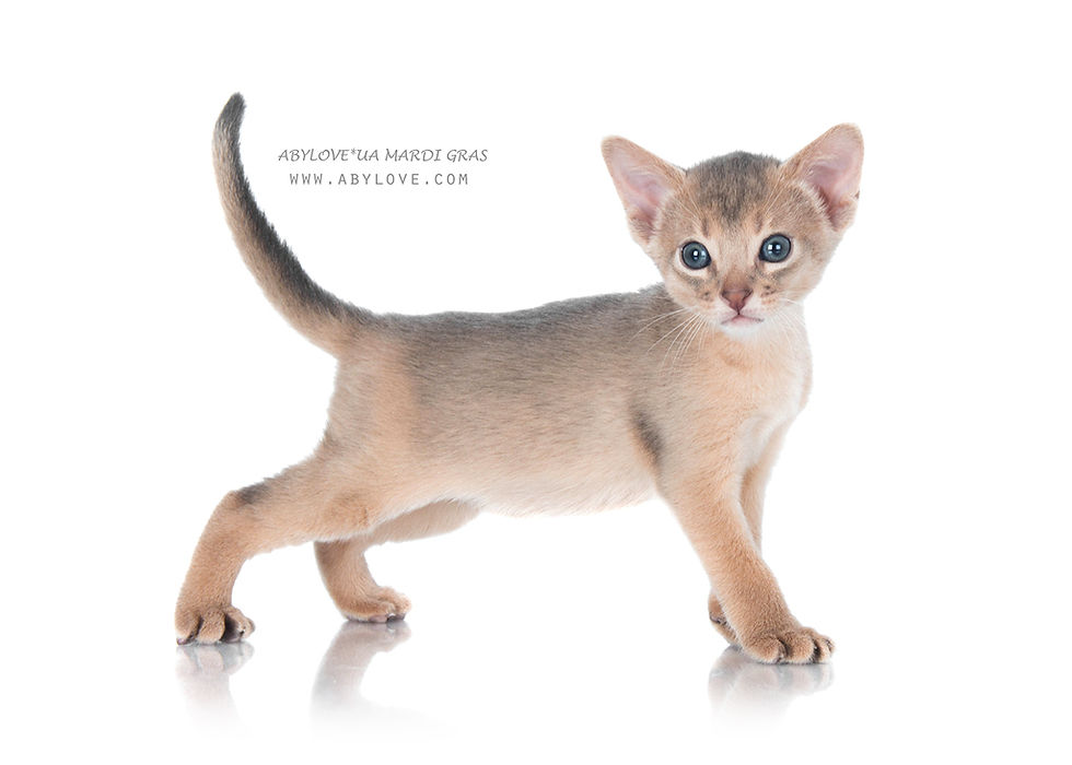 Проживає в м. Київ