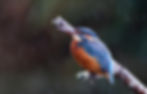Kingfisher in the rain