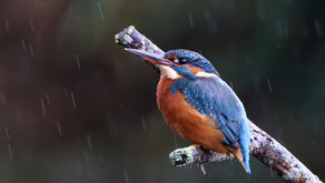 See the wonder of wildlife this winter